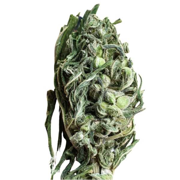 Carmagnola Selezionata- kwiatostany i liście konopi Cannabis Sativa L.  30g. / 50g. / 100g.