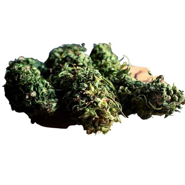 Carmagnola Selezionata- kwiatostany i liście konopi Cannabis Sativa L.  30g. / 50g. / 100g.