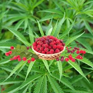 Herbata konopna z owocami, wzbogacona malinami, porzeczkami i aronią z dodatkiem jagody goji; ekologiczna herbata z polskich konopi Cannabis sativa l. 