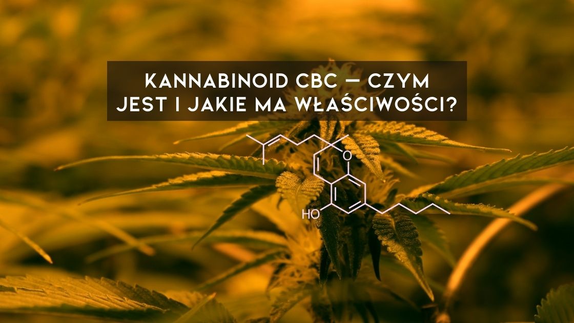 Kannabinoid CBC, a inaczej kannabichromen - składnik konopi