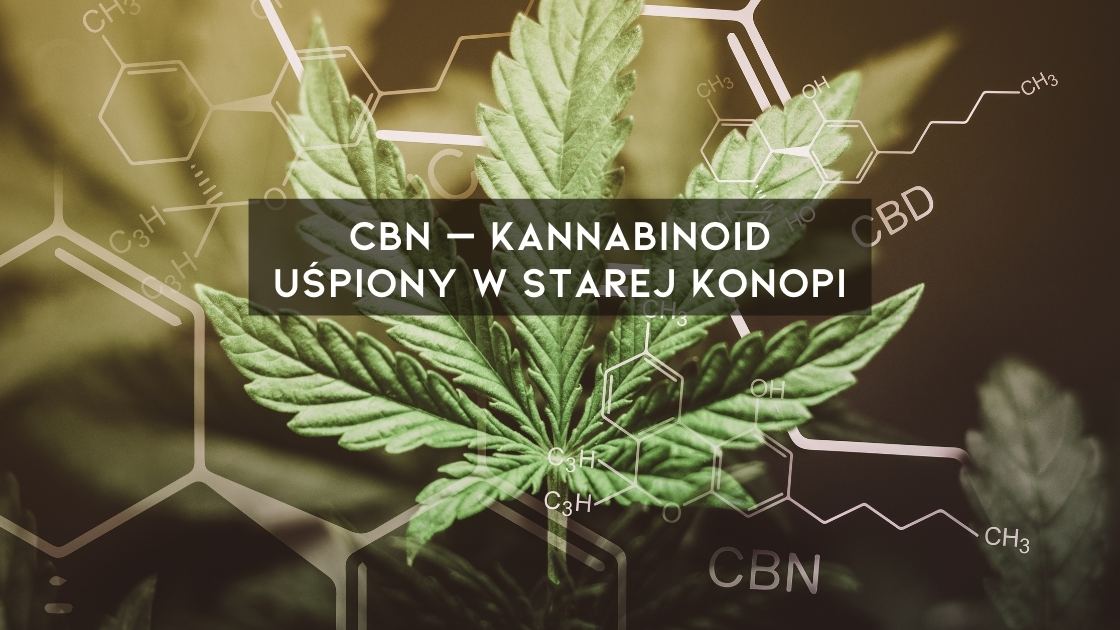 Kannabinol CBN jest to kannabinoid, który oferuje różnorodne właściwości zdrowotne
