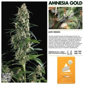 Kolekcjonerskie nasiona automatyczne Amnesia Gold 1/3/5 szt.